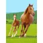 Lovas Field polár takaró 100x140cm