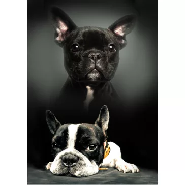 Kutyás Bulldog polár takaró 100x140cm