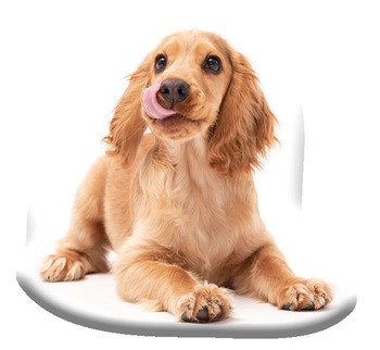 Kutyás Spaniel formapárna, díszpárna 40x40 cm Velúr