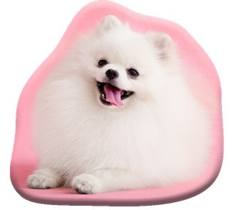 Kutyás Pomeranian formapárna, díszpárna 39x37 cm  Velúr