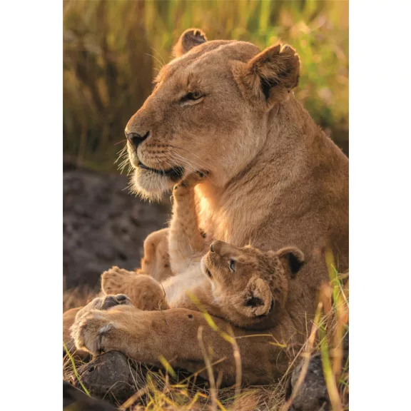 Oroszlán Feline Love 500 db-os Compact puzzle Clementoni