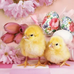 Húsvét Lovely Chickens szalvéta 20 db-os 33x33 cm