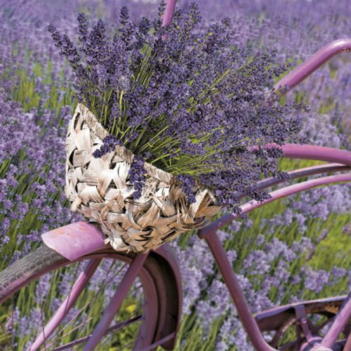 Levendula Bicycle szalvéta 20 db-os 33x33 cm