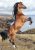 Lovas Wild Spirit A/4 gumis mappa