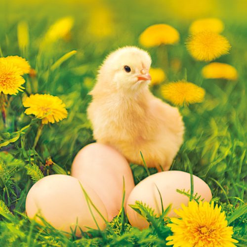 Húsvét Chicken with Eggs szalvéta 20 db-os 33x33 cm