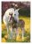 Lovas Spring Foal A/4 gumis mappa